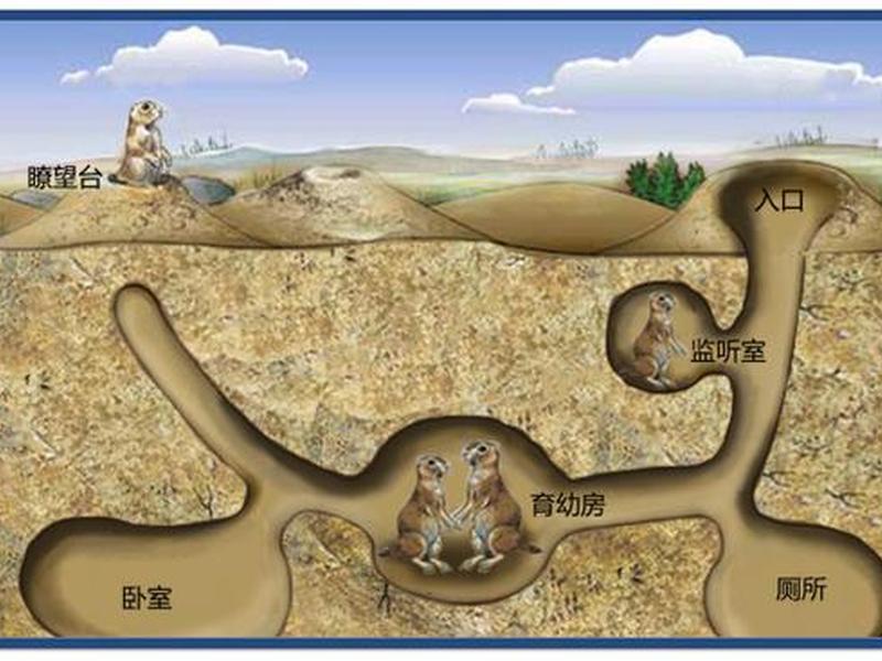 刺猬洞穴建造过程 - 刺猬洞一般在什么地方