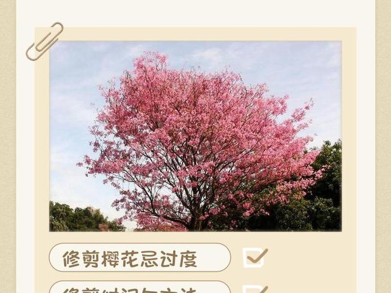 sakura create使用教程 sakura editor 教程