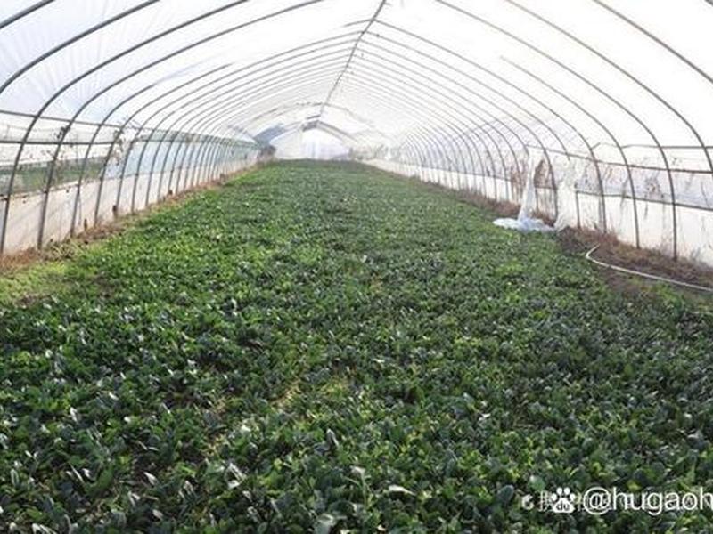 菠菜大棚搭建,菠菜大棚搭建视频 菠菜大棚搭建,菠菜大棚搭建视频