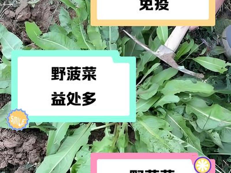 菠菜怎么找资源 去哪找菠菜资源 菠菜怎么找资源 去哪找菠菜资源
