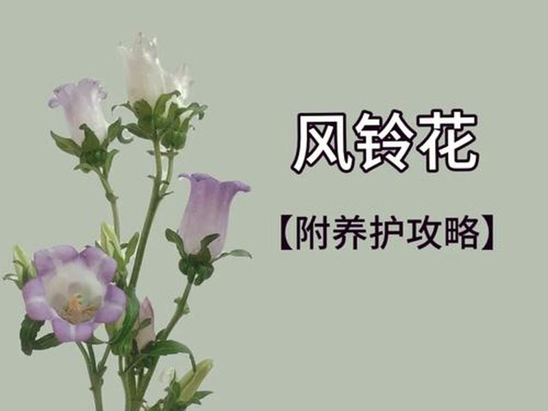 风铃种植时间方法 风铃种植时间方法图解 风铃种植时间方法 风铃种植时间方法图解