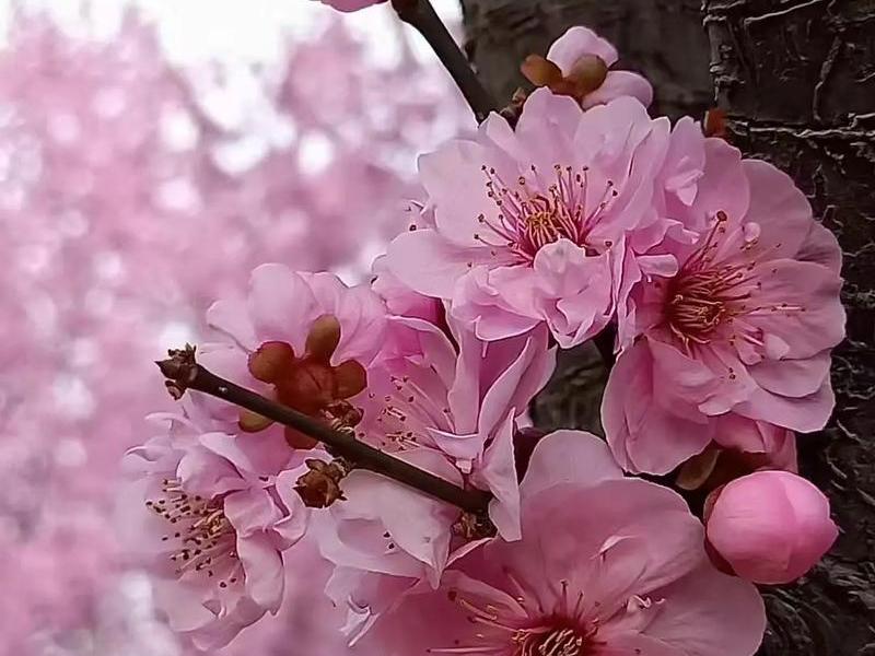 sakurafrp樱花，sakurafrp樱花官网