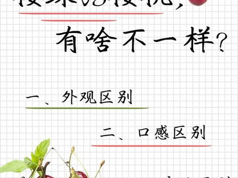 tomato怎么读 cherrytomato怎么读 tomato怎么读 cherrytomato怎么读