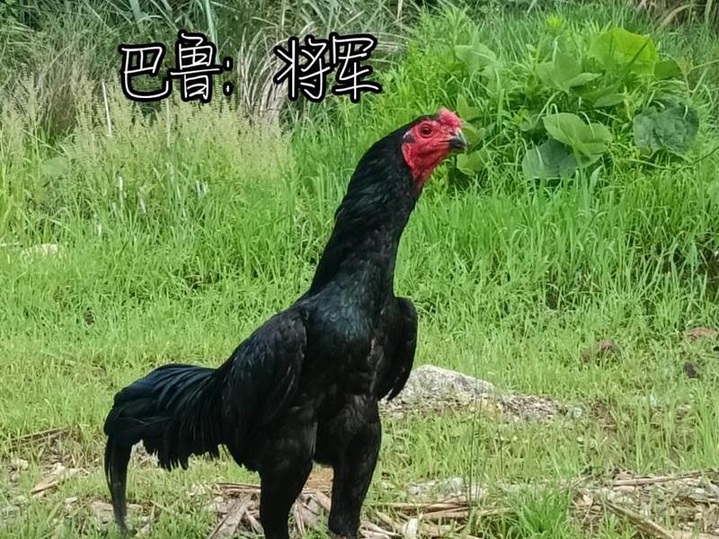 斗鸡训练高手视频教程(斗鸡训练高手视频教程下载) 斗鸡训练高手视频教程(斗鸡训练高手视频教程下载)