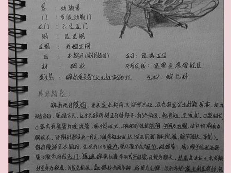 蝉知写作风格,蝉写作方法 蝉知写作风格,蝉写作方法