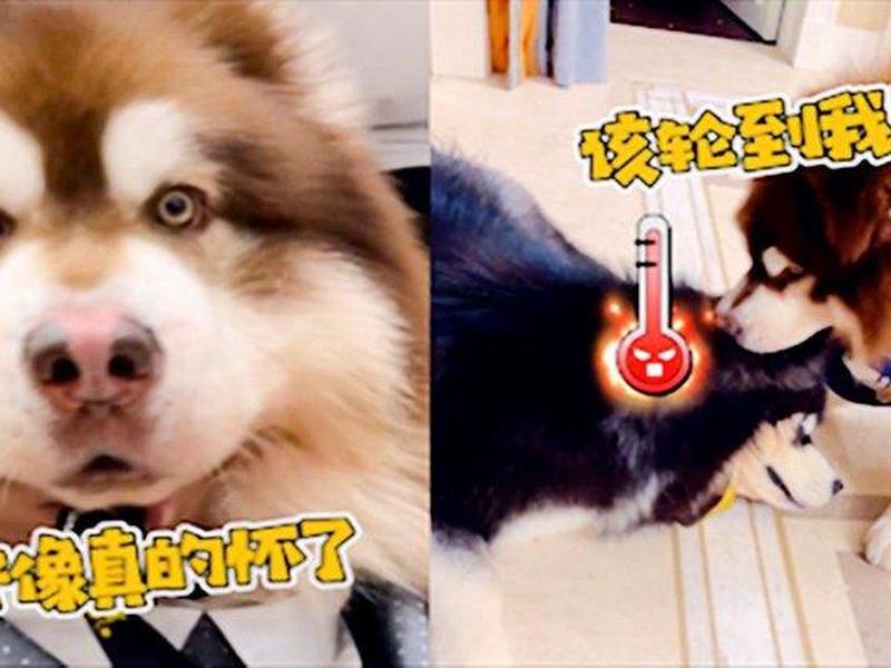 狗爹投资项目;狗爹啥意思 狗爹投资项目;狗爹啥意思