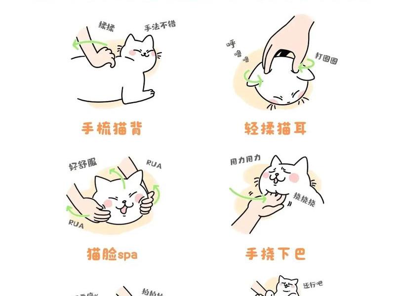 建猫使用方法（猫咪怎么建档）