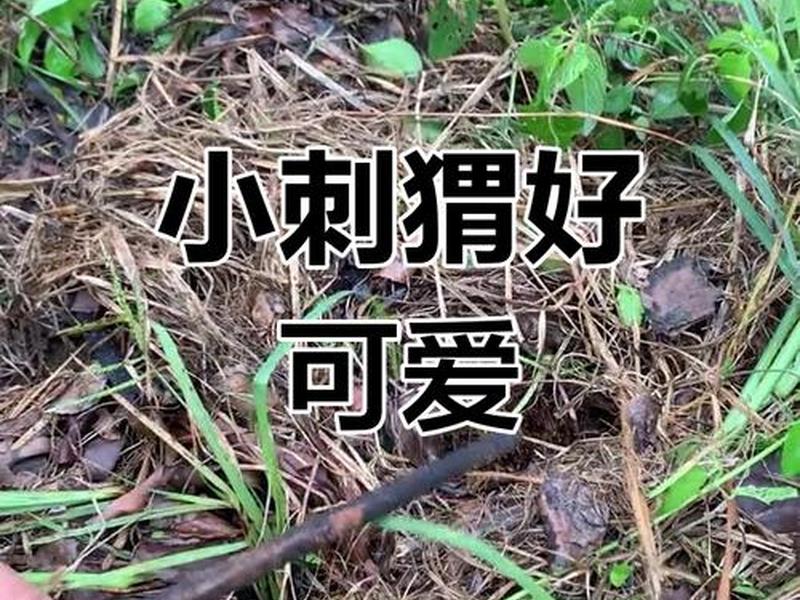 刺猬建造巢穴，刺猬的巢在哪里