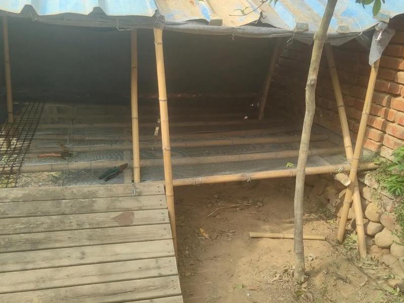 斗鸡简易鸡舍搭建；斗鸡简易鸡舍搭建图片