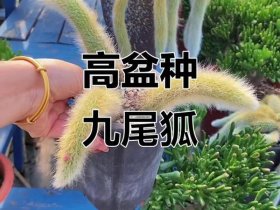 九尾狐种植方法教程，九尾狐种植方法教程图解