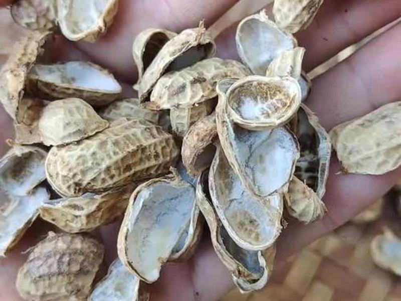花生壳 ftp;花生壳 费用 花生壳 ftp;花生壳 费用