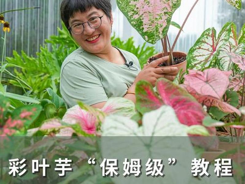 保姆级教程什么意思;保姆级别教程 保姆级教程什么意思;保姆级别教程