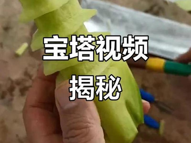宝塔搭建站点教程视频;宝塔搭建站点教程视频大全 宝塔搭建站点教程视频;宝塔搭建站点教程视频大全