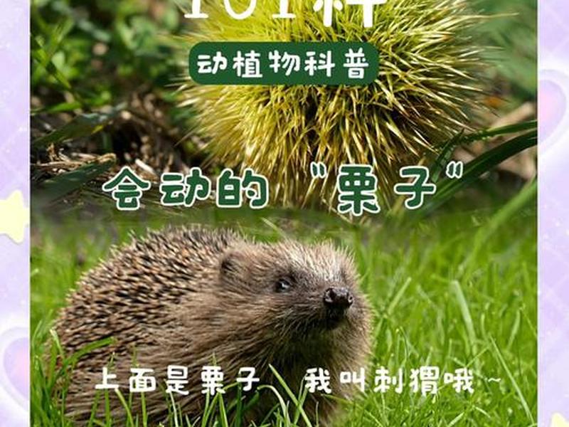 刺猬搭窝过程,刺猬搭窝的过程 刺猬搭窝过程,刺猬搭窝的过程