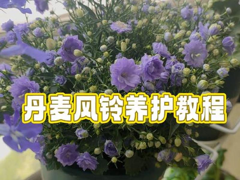 风铃种植教程视频，风铃种植教程视频全集