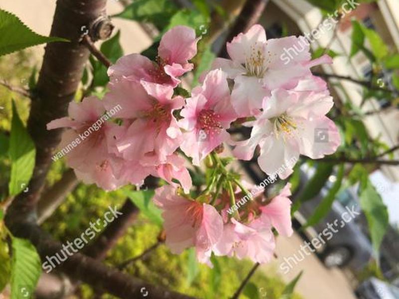 sakurafrp樱花，sakurafrp樱花官网