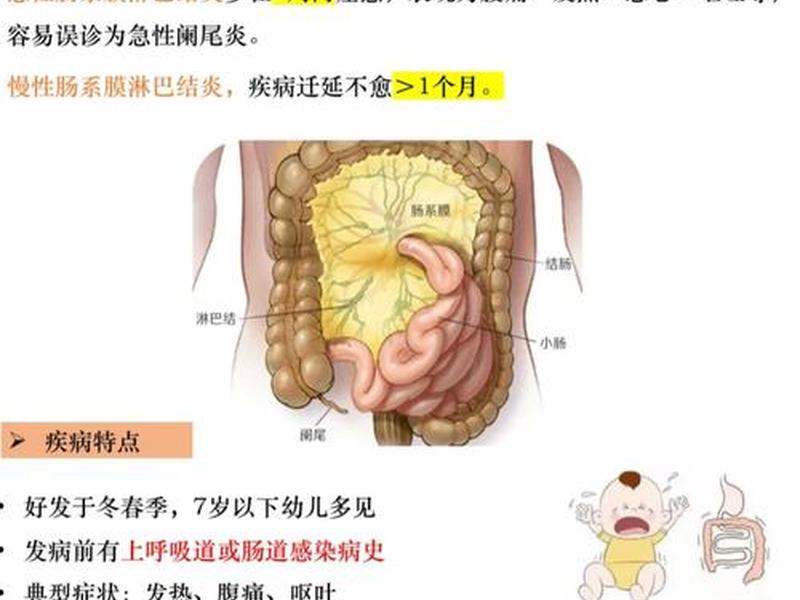 初学者检查猪肠系膜淋巴结时要首先找到什么肠；怎么检查肠系膜淋巴结肿大