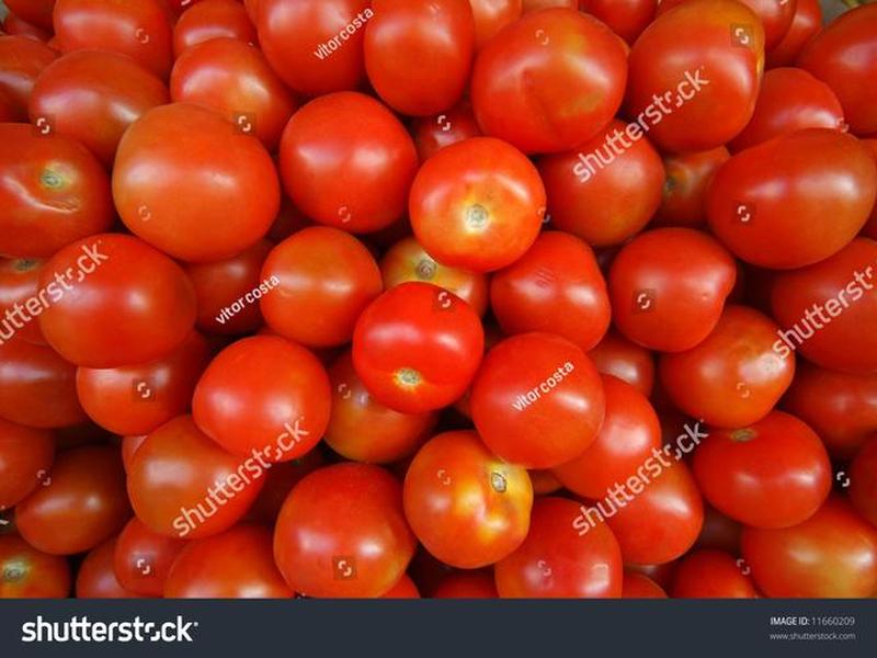 tomato-novel-downloader下载,tomatoes下载 tomato-novel-downloader下载,tomatoes下载