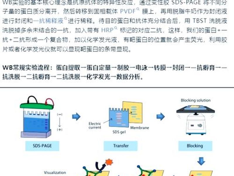wb起店流程 wb具体流程
