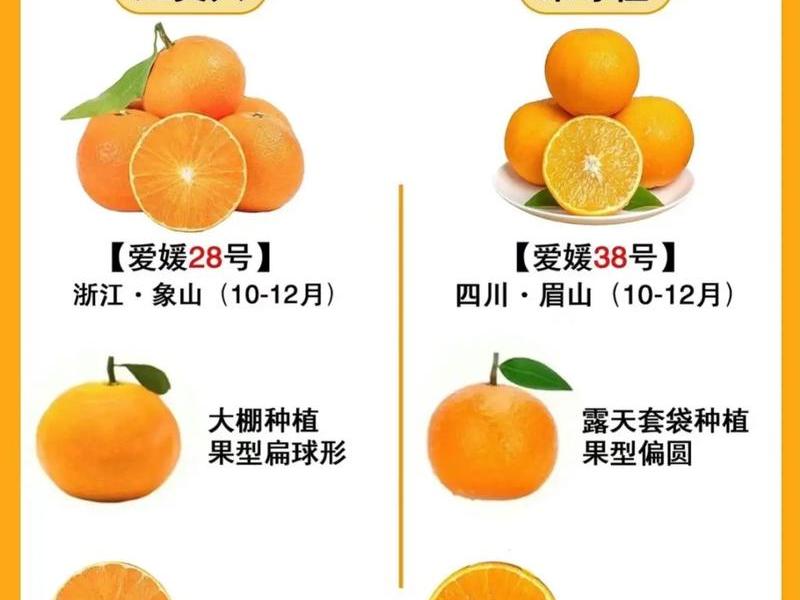 橙子落地页和抖音主页的区别(橙子落地页和抖音主页的区别在哪) 橙子落地页和抖音主页的区别(橙子落地页和抖音主页的区别在哪)