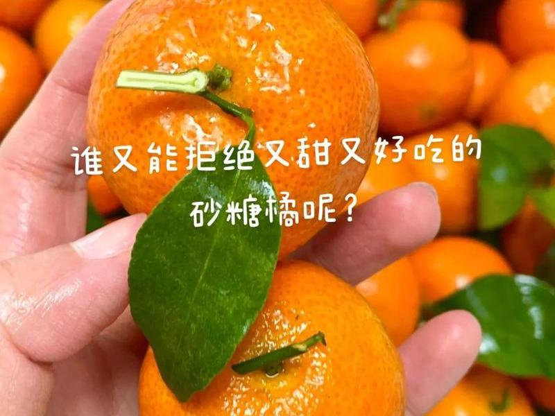 橘子建站教程、橘子建站和抖音怎么设置 橘子建站教程、橘子建站和抖音怎么设置