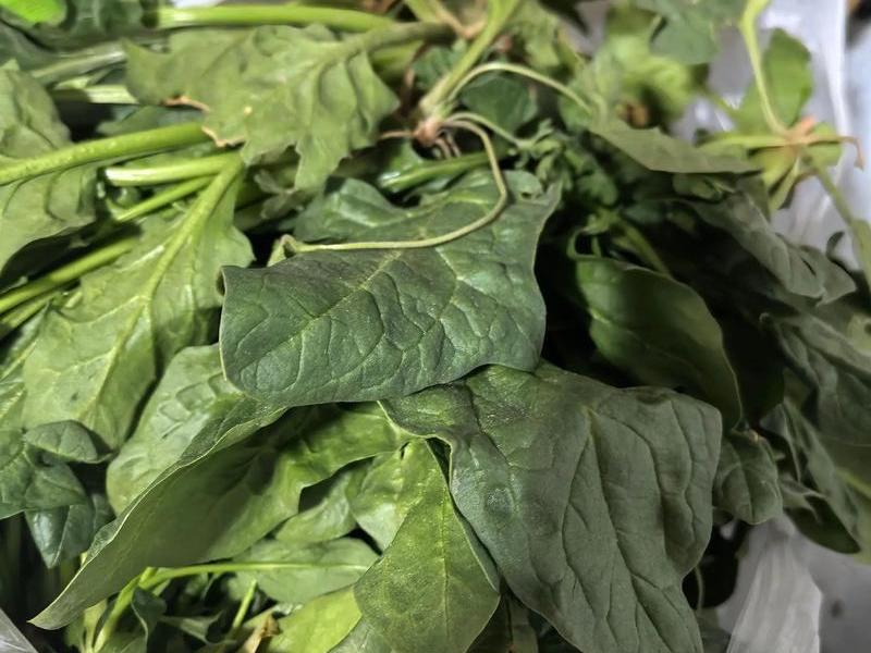 菠菜开发是什么 菠菜开花是什么样子 菠菜开发是什么 菠菜开花是什么样子