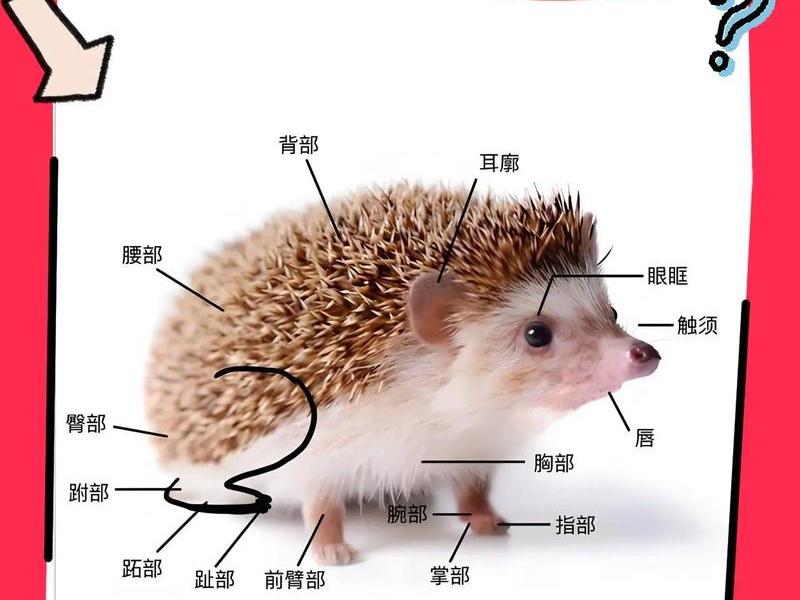 刺猬搭窝过程,刺猬搭窝的过程 刺猬搭窝过程,刺猬搭窝的过程
