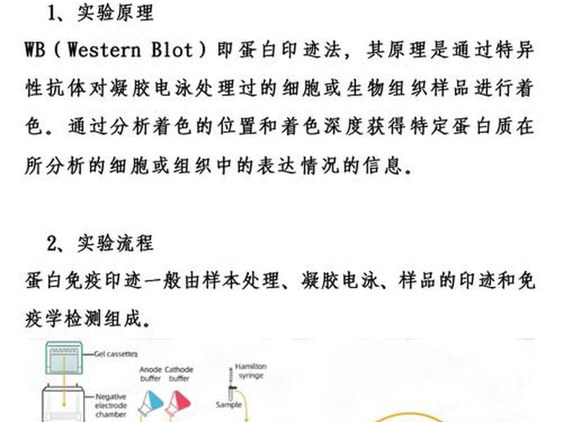 wb具体步骤 - wb完整步骤