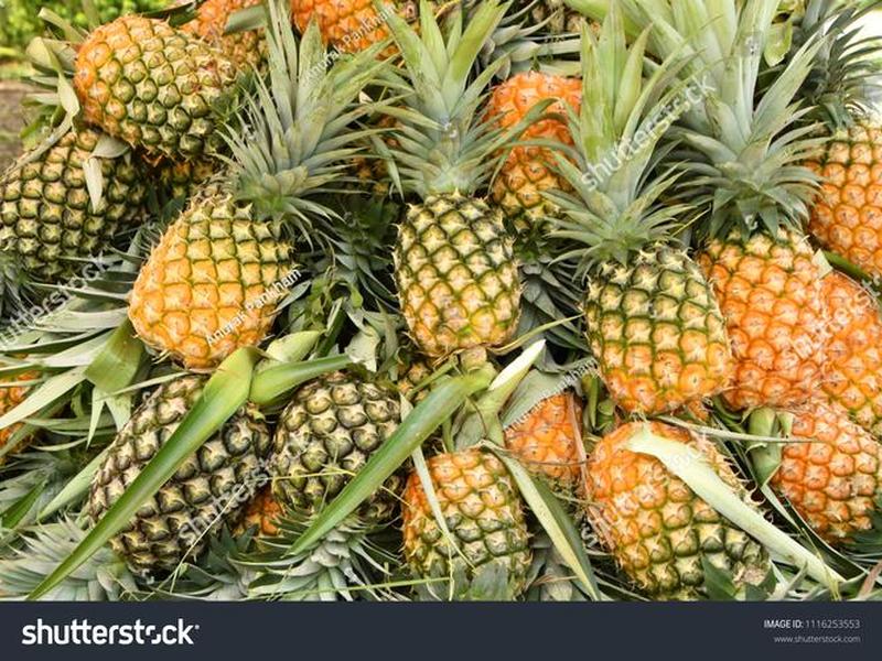 pineapples - pineapples英文发音 pineapples - pineapples英文发音