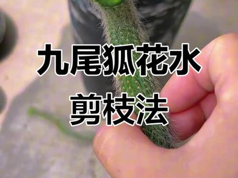 九尾狐种植方法教程,九尾狐种植方法教程图解 九尾狐种植方法教程,九尾狐种植方法教程图解