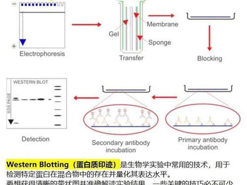 wb怎么做；wb怎么做图