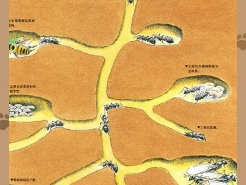 刺猬洞穴建造过程 - 刺猬洞一般在什么地方