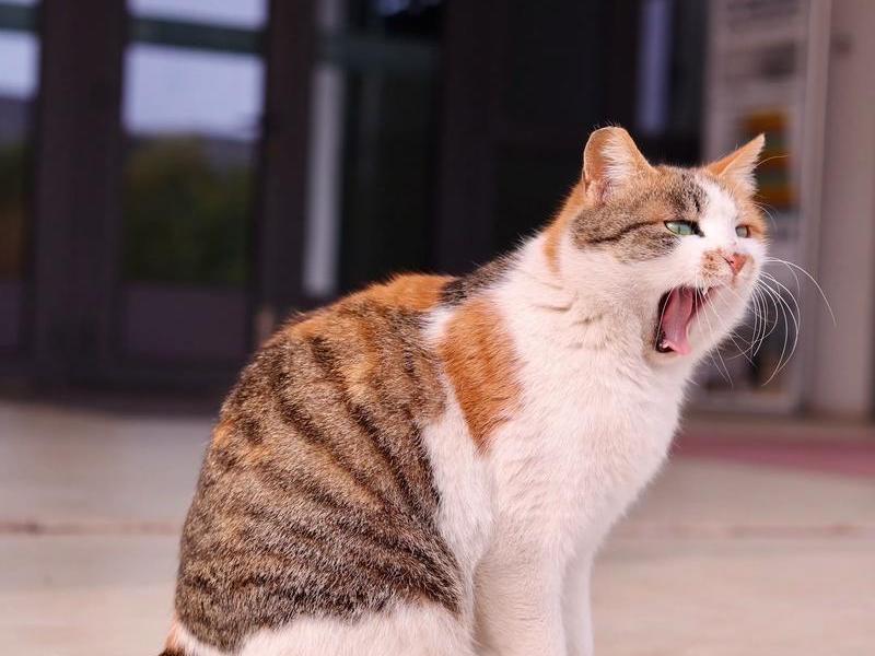 抖音大猫哥;抖音大猫哥 抖音大猫哥;抖音大猫哥