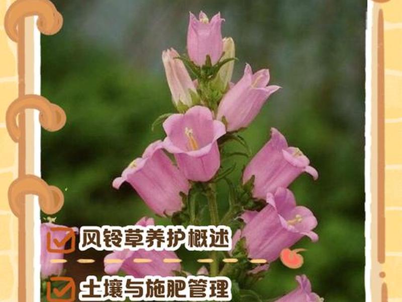 风铃种植时间方法 风铃种植时间方法图解 风铃种植时间方法 风铃种植时间方法图解