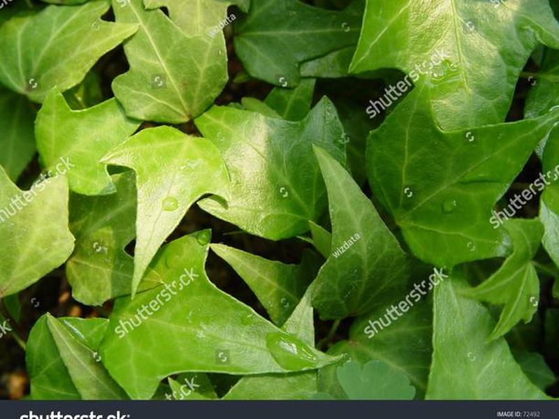 greenmessage greenmessage