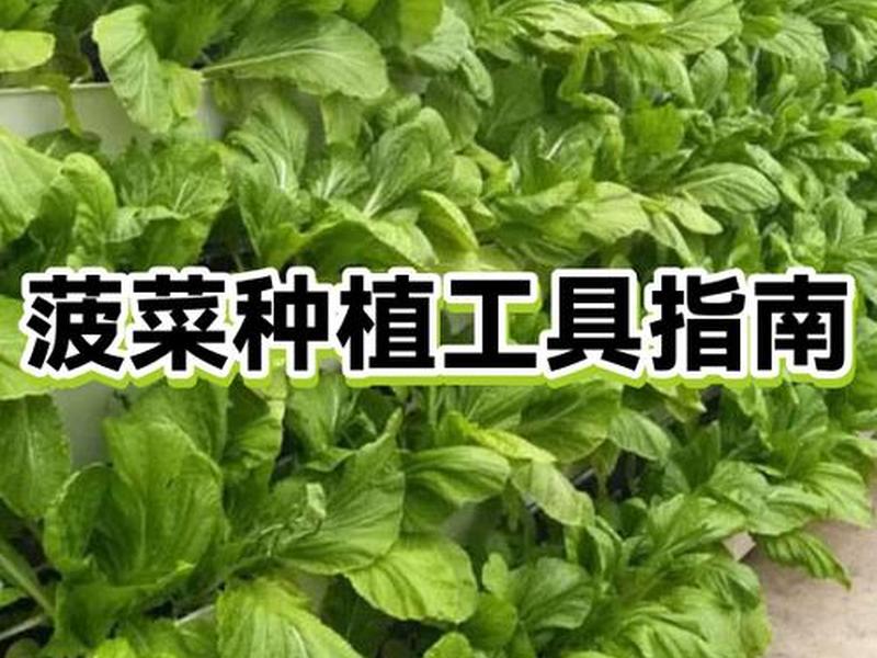 菠菜种植教材,菠菜种植教材图片 菠菜种植教材,菠菜种植教材图片