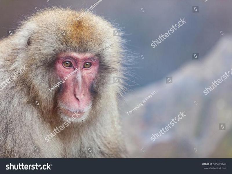 monkeyscript