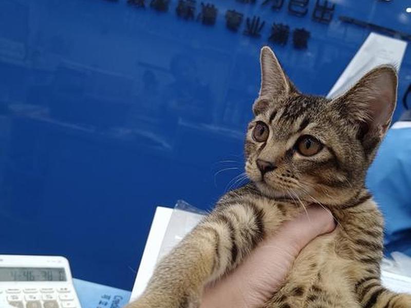 nat检测,nat检测猫点饭 nat检测,nat检测猫点饭