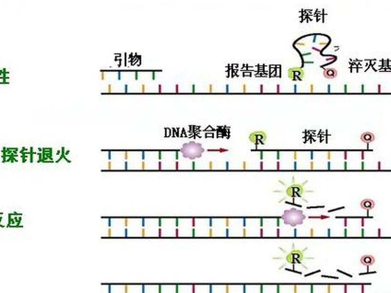 10分钟快速荧光pcr;荧光pcr快速检测 10分钟快速荧光pcr;荧光pcr快速检测
