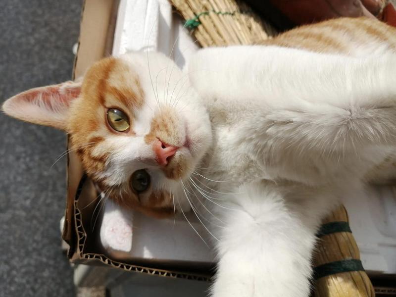 大猫哥相关视频合集 大猫哥相关视频合集下载