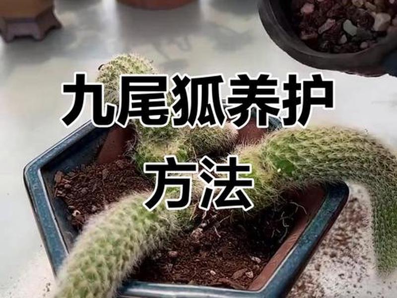 九尾狐养殖的场地建设；九尾狐植物的养殖