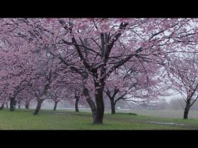 sakurafrp樱花内网穿透 - termux樱花frp内网穿透