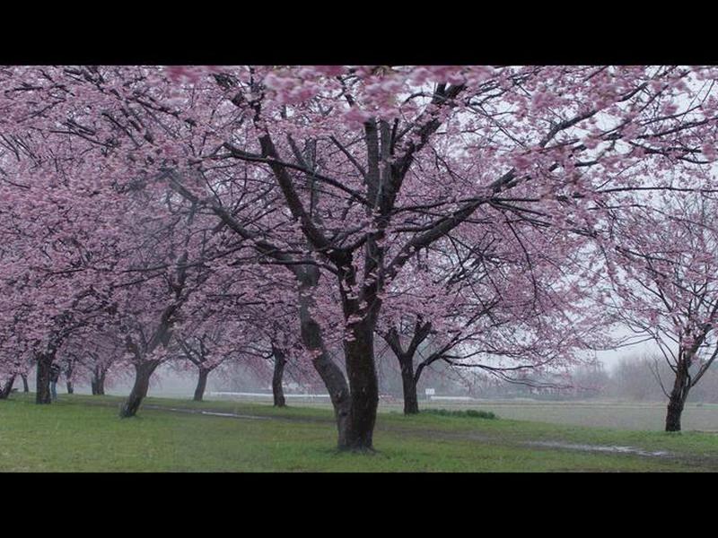 sakurafrp樱花内网穿透 - termux樱花frp内网穿透