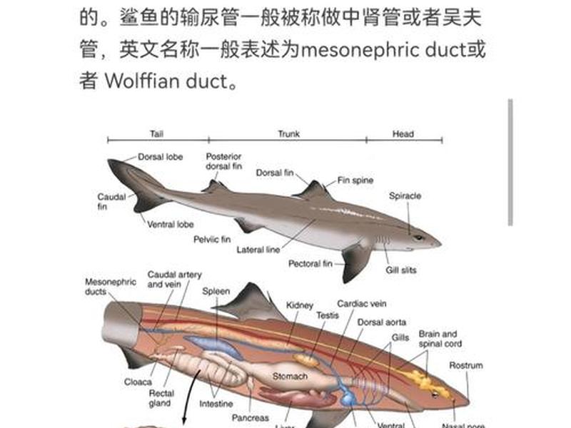 sharktech教程;sharklettechnologies sharktech教程;sharklettechnologies