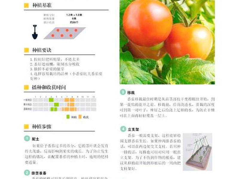 tomato番茄种植攻略 - 番茄todo种番茄 tomato番茄种植攻略 - 番茄todo种番茄