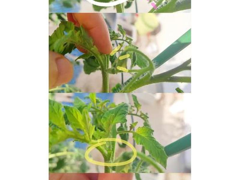 tomato种植教程,tomato plant tomato种植教程,tomato plant