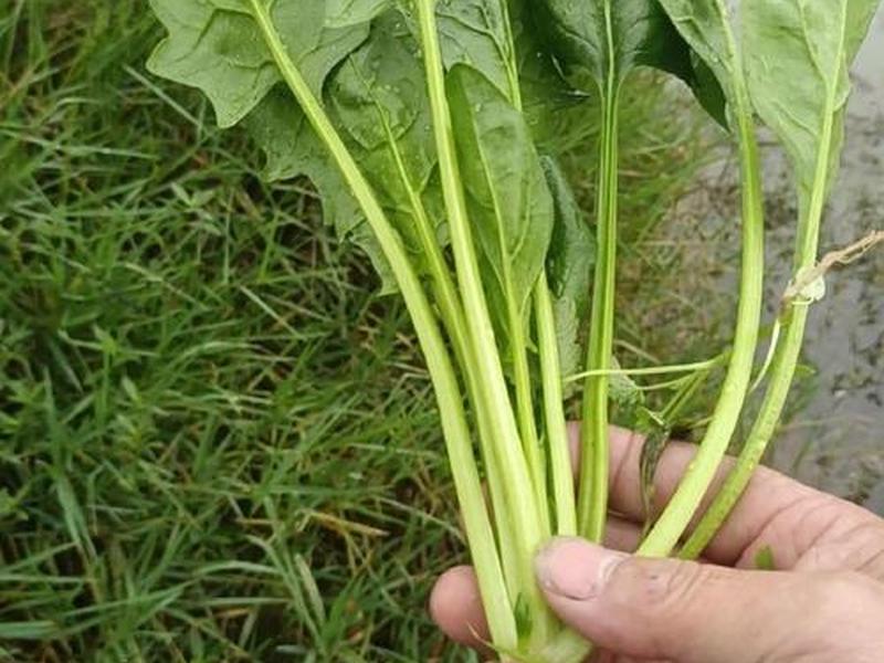 波菜 波菜