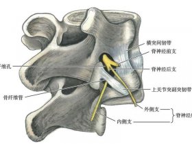 wikidot后室（后室间支在哪里）