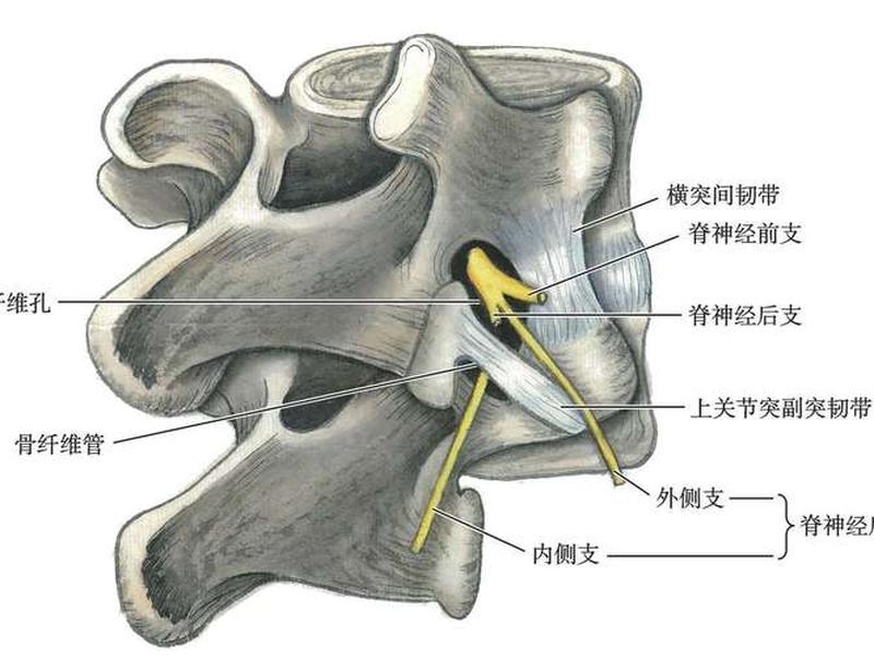 wikidot后室(后室间支在哪里) wikidot后室(后室间支在哪里)