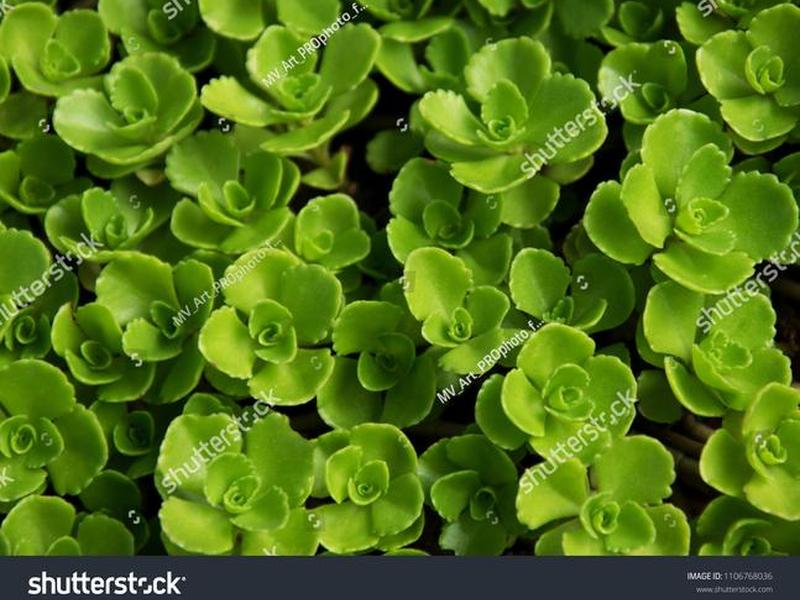 greenelement greenelements greenelement greenelements